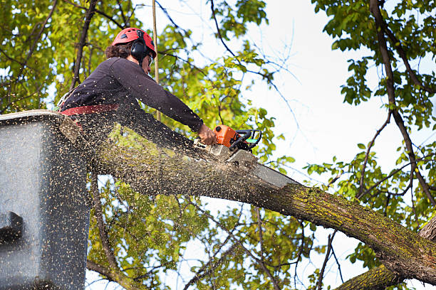 Best Lawn Watering Services  in Fairland, MD