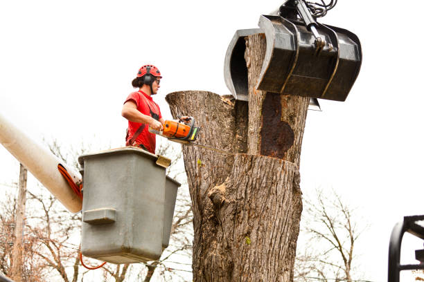 Reliable Fairland, MD Tree Care Solutions