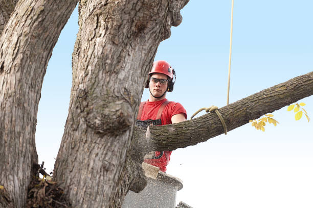 Best Tree Cabling and Bracing  in Fairland, MD
